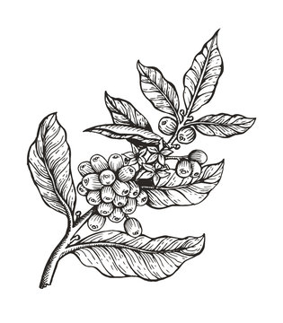 Coffee Tree with Beans Coffea Vector Illustration