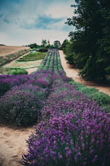 Fototapeta na wymiar Lavender field near Cracow, Poland