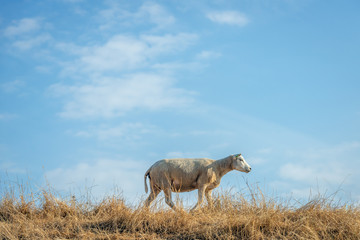Newly sheared sheep walks over the top of a dike