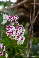 Insel Mainau - Blumen, Schmetterlinge - 212319890
