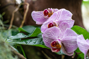 Insel Mainau - Blumen, Schmetterlinge