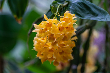Insel Mainau - Blumen, Schmetterlinge - 212320031