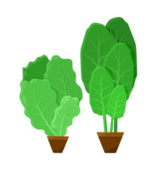 Green Bunches of Salad, Color Vector Illustration