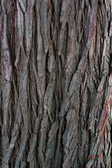 Tree Bark Texture