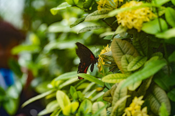 Insel Mainau - Blumen, Schmetterlinge - 212320667