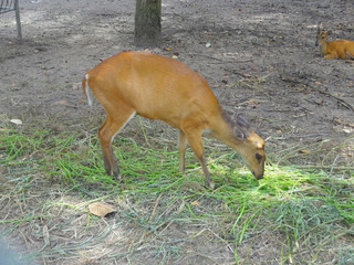 Red deer eating grass.