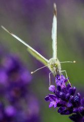 White Butterfly On Lavender