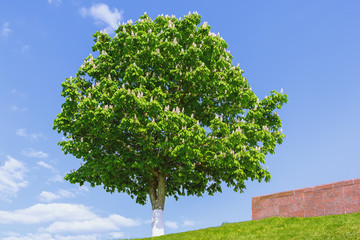 Blossoming Horse Chestnut Against A Blue Sky