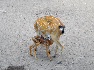 Mother's love, Spotted deer and cute fawn.