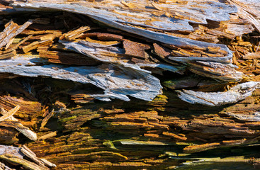 texture of moldering wood log. Old grungy and weathered brown wooden surface background