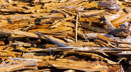 texture of moldering wood log. Old grungy and weathered brown wooden surface background