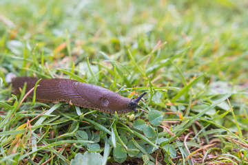nacktschnecke im Gras