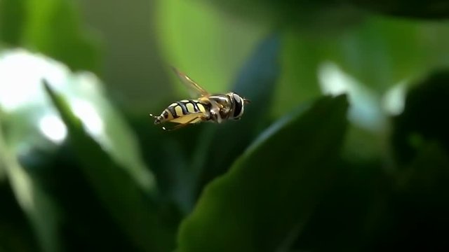 Bee Wasp Hovering Flight Details Closeup Nature Super Slow Motion