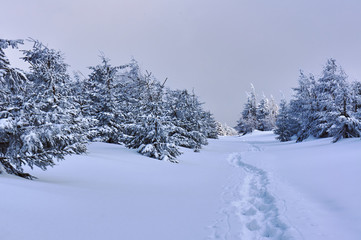 Snow-covered forest in the Jizera Mountains, Poland.