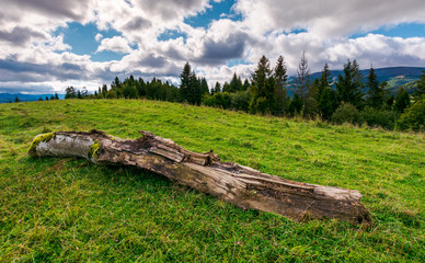 decaying log on the grassy meadow near the forest. wonderful landscape in early autumn. Borzhava...