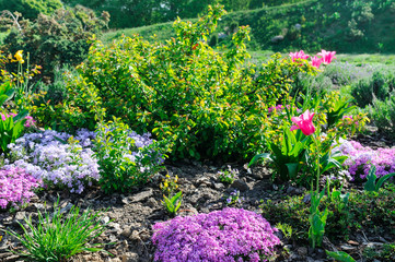 Naklejka premium Beautiful flower bed with the first spring flowers.