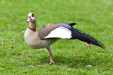 Nilgans