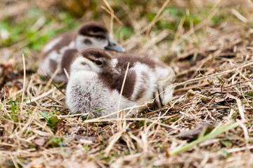 Nilgansk&uuml;ken beim Nickerchen