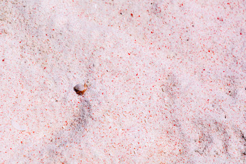 Pink Sand and a Hermit Crab in Komodo National Park, Indonesia