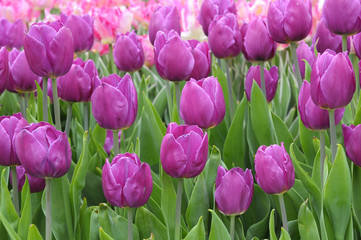 Clouse-up of tulips Fleming Flag (purple) planted on the Singing Field park. April 27, 2018. Kiev, Ukraine