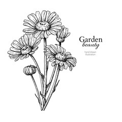 Daisy flower drawing. Vector hand drawn engraved floral set. Cha