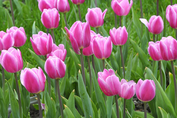 Clouse-up of tulips Blue Diamond (purple, similar to peonies) planted on the Singing Field park. April 27, 2018. Kiev, Ukraine