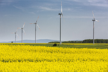 Blühendes Rapsfeld mit Windrädern in Ostdeutschland