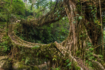 Living roots bridge near Nongriat village, Cherrapunjee, Meghalaya, India. This bridge is formed by...