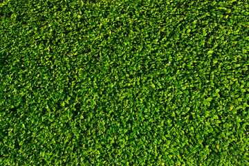 Natural green leaves wall background