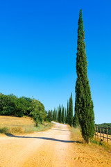 Country road flanked with cypresses in Tuscany, Italy