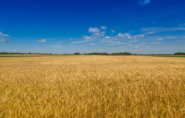 Organic production, wheat fields. Agriculture landscape. Harvest at field. Ripe ear of wheat in field. Harvest. Wheat field. Ukrainian flag