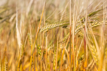 Organic production, wheat fields. Agriculture landscape. Harvest at field. ripe ear of wheat in field.