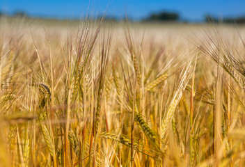 Organic production, wheat fields. Agriculture landscape. Harvest at field. Ripe ear of wheat in...
