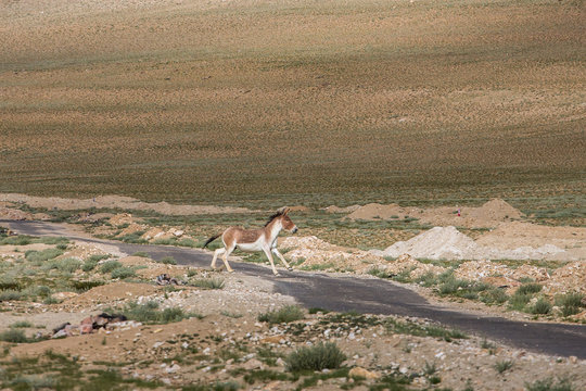 Tibetan Wild Ass or Kyang Equus Kiang on Changthang plateau in Ladakh, India