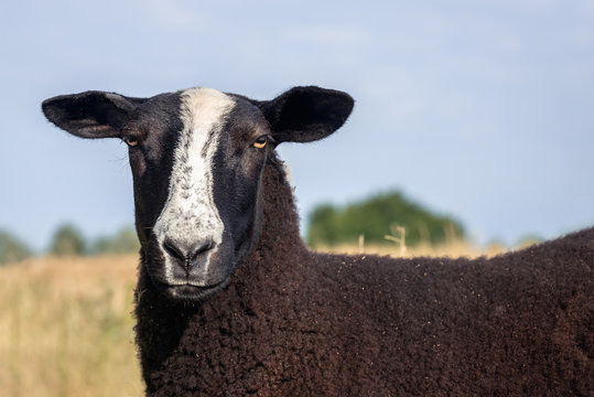 Portrait of a brown fleeced Zwartbles sheep