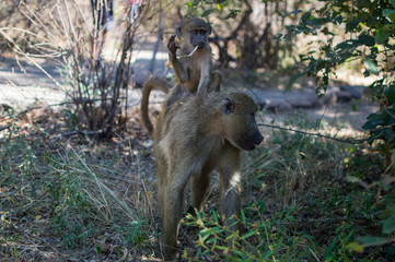 Baboon Baby on Back of Mother at Victoria Falls, Zambia