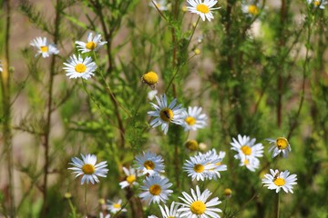 Daisies, summer, flowers, field, field, garden, flowerbed, flower garden, wildlife, no people, serenity, calm, season, sunny, bright, colorful, beauty in nature, landscape, grass, white, yellow, sprin