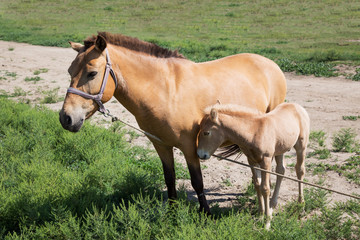 Fototapeta premium Young horse with mother in the field 