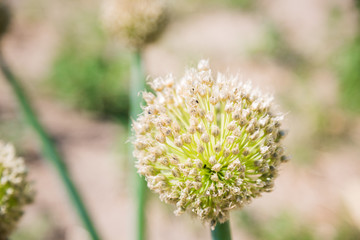Onion flower head in a garden