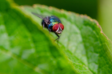 Fototapeta premium look in my eyes