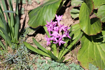 Obraz premium Hyacinths or Hyacinthus pink flowers starting to form spike or racemes of multiple small flowers with long pointy green leaves surrounded in garden with other vegetation and large green leaves on warm