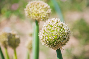 Onion flower head in a garden