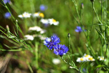 close-up blue field flower Cornflower Centaugea cyanus on soft blurred green background
