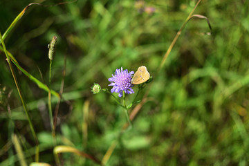beige butterfly on a purple flower on a soft blurred green background