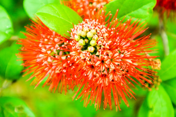 Bush Willow red boutique flower and green leaves