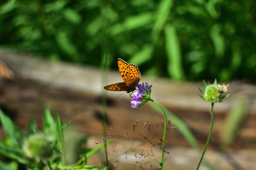 close-up of a butterfly with orange wings with black spots sitting on a purple flower, on a soft blurred green background