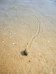 Snail with trail at low tide_vertical