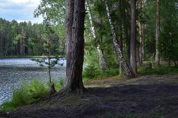 Natural landscape with a forest lake