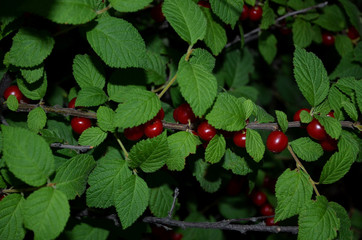
Branches of a felt Chinese cherry with ripe berries.