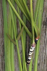 Freshly dug Acorus calamus root with leaves and inflorescence. Fresh acorus calamus root on wooden background. Top view.